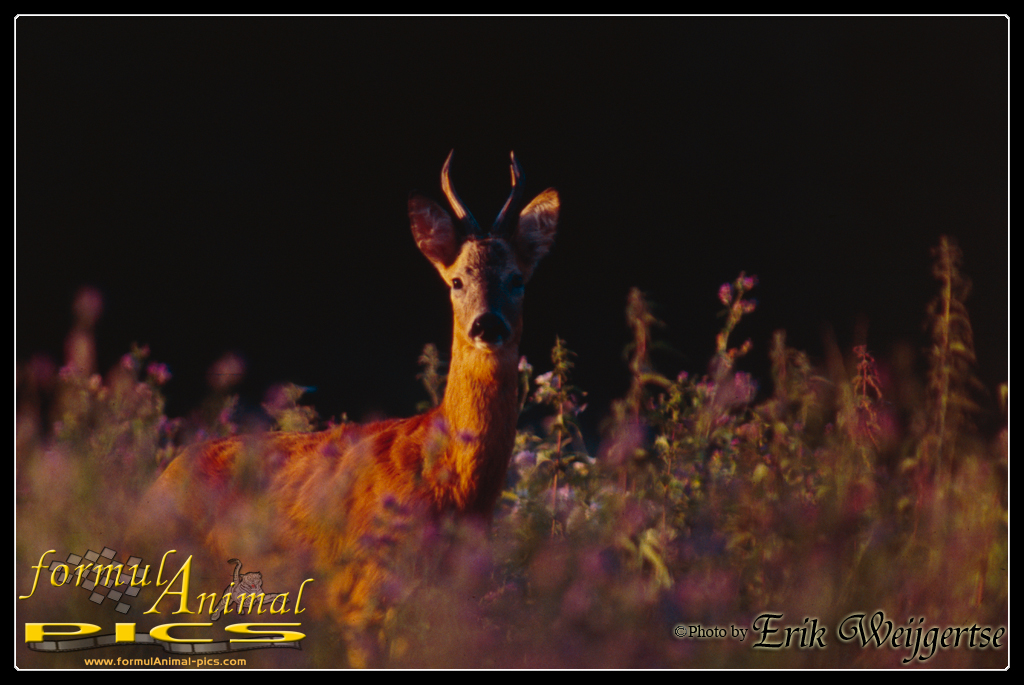 1002x662 pixels (485K)